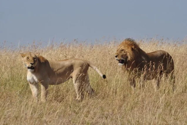 Lion and lioness in the grass at Masai Mara, Kenya