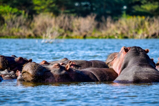 1-Day Lake Naivasha & Crescent Island Tour