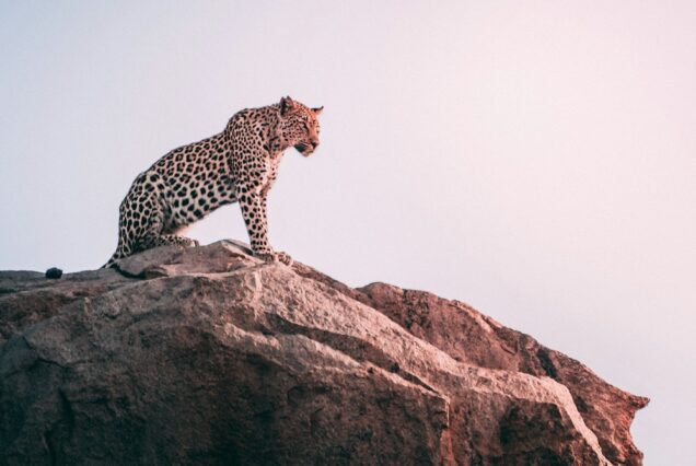 14-Day Ultimate Kenya Safari & Coast