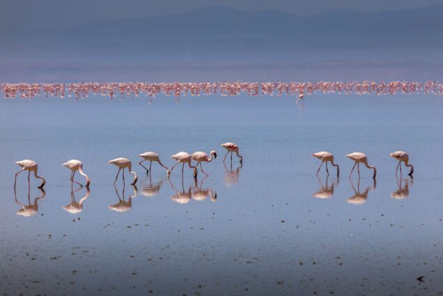 2-Day Lake Bogoria & Nakuru Flamingo Safari
