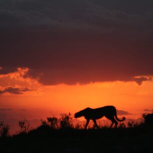 Masai Mara National Reserve