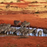 Tsavo West National Park Tsavo West National Park is celebrated for its dramatic and varied scenery, from the crystal-clear Mzima Springs to the volcanic Chyulu Hills and Shetani Lava Flow, offering a more diverse landscape than its eastern counterpart and excellent wildlife viewing throughout. Mzima Springs is a highlight of any visit, with an underwater viewing chamber that allows visitors to watch hippos and crocodiles beneath the surface of the spring-fed pools — a rare and memorable wildlife experience found nowhere else in Kenya. The park also offers superb game viewing, including healthy populations of lion, leopard, elephant, and the rare black rhino within the protected Ngulia Rhino Sanctuary. The rugged Chyulu Hills, formed by relatively recent volcanic activity, add a striking backdrop to game drives across the park. Tsavo West's proximity to Amboseli and the Kenyan coast makes it a flexible addition to multi-destination itineraries, whether combined with a Kilimanjaro-view safari in Amboseli or extended toward Diani Beach for a complete Kenya holiday. Ready to experience Tsavo West National Park for yourself? book your safari with Valley Safaris today.