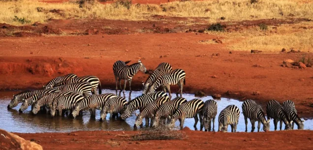 Tsavo West National Park
