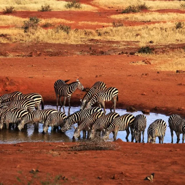Tsavo West National Park