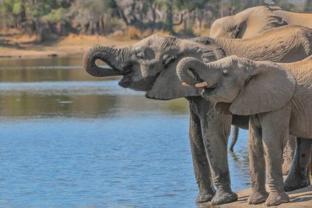3-Day Aberdare Safari with a Night at The Ark