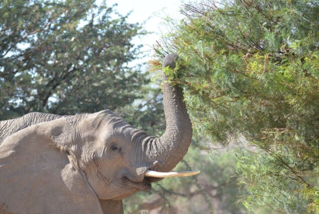 3-Day Amboseli Classic Safari