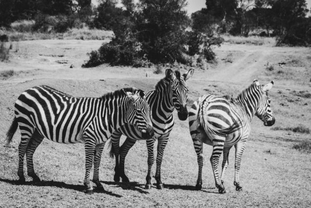 3-Day Hell's Gate Cycling & Lake Naivasha Safari