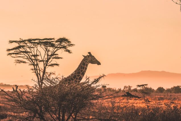 3-Day Masai Mara Budget Camping Safari