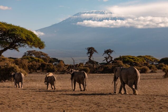 4-Day Amboseli & Tsavo West Safari