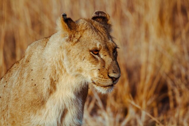 4-Day Meru National Park Safari