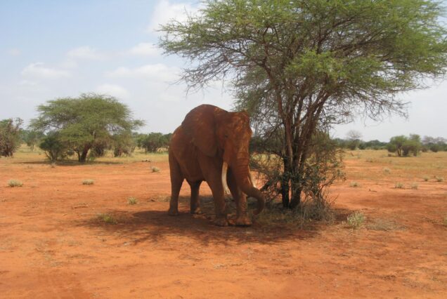 6-Day Amboseli, Tsavo & Diani Beach Safari