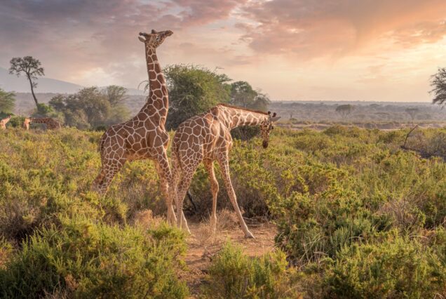 6-Day Northern Kenya Safari: Samburu, Buffalo Springs & Meru
