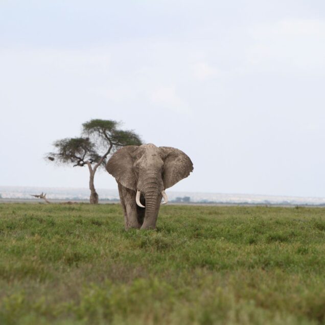 Amboseli National Park