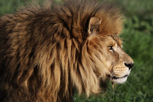 9-Day Kenya Big Five & Beach Safari