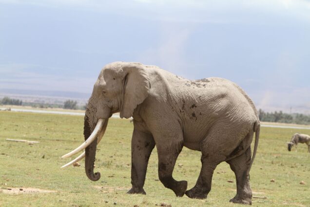 4-Day Amboseli & Tsavo West Safari