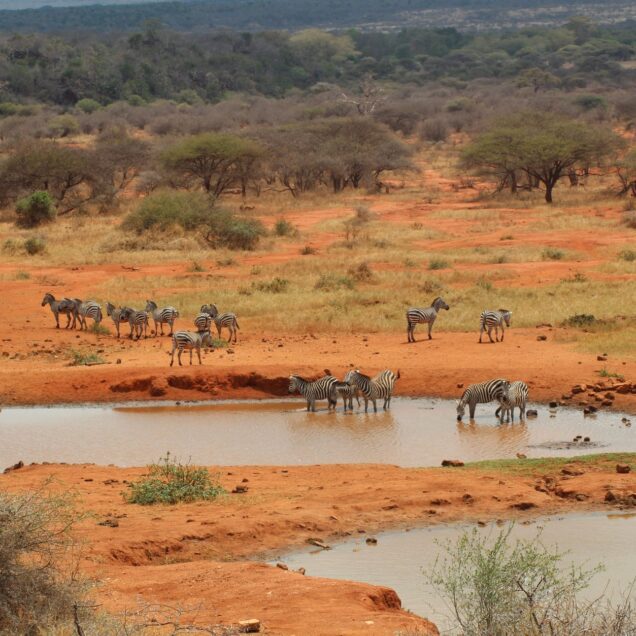 Buffalo Springs National Reserve