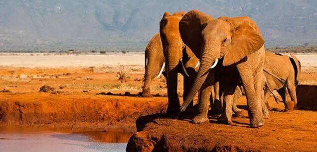 Tsavo East National Park