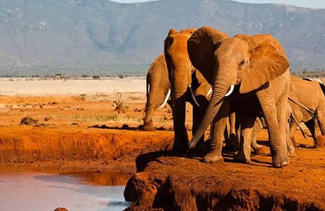 Tsavo East National Park