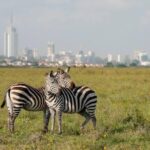 Nairobi National Park Nairobi National Park holds the distinction of being the only national park located within a capital city in the world, offering visitors the surreal experience of viewing lions, rhinos, and giraffes with Nairobi's skyline as a backdrop. It is a perfect introduction to Kenyan wildlife for travelers with limited time. Despite its proximity to the city, the park supports a surprisingly diverse ecosystem, home to over 100 mammal species including lion, leopard, buffalo, giraffe, and one of Kenya's most successful black rhino sanctuaries. Over 400 bird species have also been recorded within its boundaries. Because it sits just minutes from Jomo Kenyatta International Airport, Nairobi National Park is an excellent option for travelers with a long layover or those wanting a quick taste of safari before heading out to Kenya's larger parks. The park's Ivory Burning Site Monument also commemorates Kenya's strong stance against poaching, offering visitors insight into the country's ongoing wildlife conservation efforts. Ready to experience Nairobi National Park for yourself? book your safari with Valley Safaris today.