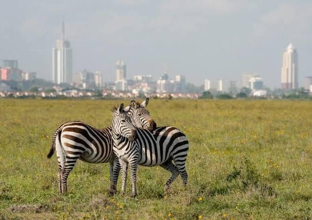 Nairobi National Park
