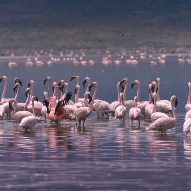 Lake Bogoria