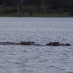 Lake Naivasha National Park Lake Naivasha National Park is a freshwater lake nestled in the Great Rift Valley, renowned for its rich birdlife, hippo populations, and scenic boat safaris. Just under two hours from Nairobi, it is one of the most accessible and relaxing nature getaways in Kenya.
