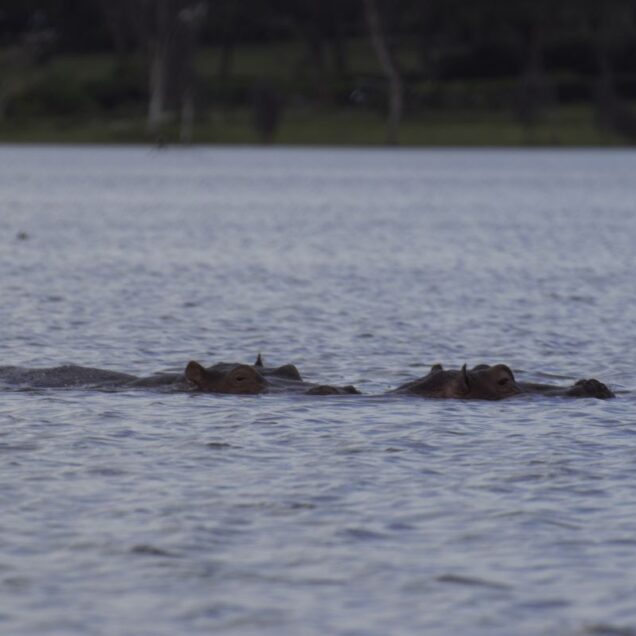 Lake Naivasha National Park