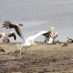 Lake Nakuru National Park Lake Nakuru National Park is famed for its dense populations of flamingos that once turned the lake's shoreline pink, and today remains one of Kenya's premier destinations for both black and white rhino sightings, making it a top choice for travelers seeking a complete Big Five experience. While flamingo numbers fluctuate with water levels, the alkaline lake continues to attract large numbers of pelicans and other waterbirds, alongside a thriving population of rhinos protected within the park's fenced boundaries — among the best places in Kenya to reliably see both rhino species. The park's surrounding woodlands and grasslands are also home to lion, leopard, buffalo, giraffe, and waterbuck, offering excellent game drives in a relatively compact and easily navigable area. Lake Nakuru National Park is often included as part of a broader Rift Valley safari circuit alongside Lake Naivasha and Hell's Gate, making it ideal for travelers with limited time who still want a rich wildlife experience close to Nairobi. Ready to experience Lake Nakuru National Park for yourself? book your safari with Valley Safaris today.