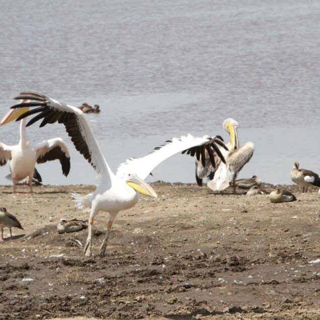 Lake Nakuru National Park