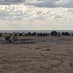 Rhinos grazing at Ol Pejeta Conservancy, Kenya