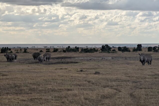 Rhinos grazing at Ol Pejeta Conservancy, Kenya