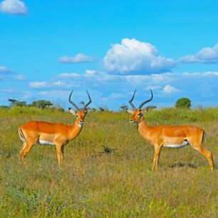 Samburu National Reserve