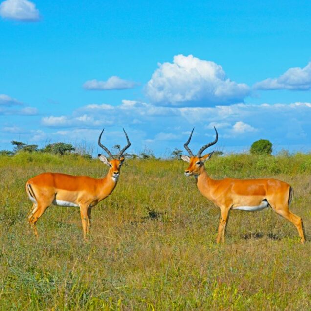 Samburu National Reserve