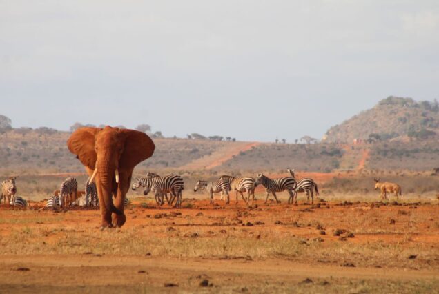 6-Day Tsavo & Diani Bush and Beach Safari