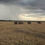 Discover why Ol Pejeta Conservancy is a must-visit Kenya safari destination — home to the Big Five, East Africa's largest black rhino sanctuary and the last northern white rhinos. Book your personalized Ol Pejeta safari with Jallace Tours and Travel Limited today.