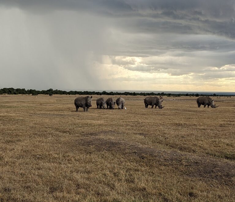 Discover why Ol Pejeta Conservancy is a must-visit Kenya safari destination — home to the Big Five, East Africa's largest black rhino sanctuary and the last northern white rhinos. Book your personalized Ol Pejeta safari with Jallace Tours and Travel Limited today.