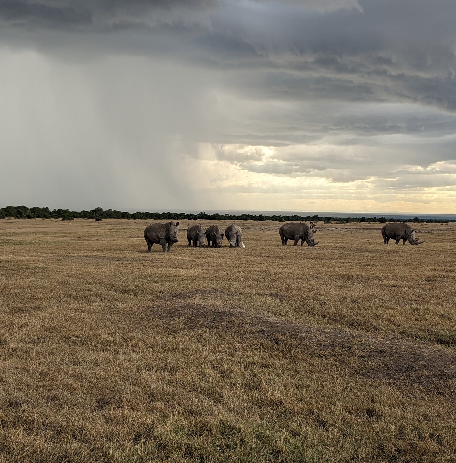 Discover why Ol Pejeta Conservancy is a must-visit Kenya safari destination — home to the Big Five, East Africa's largest black rhino sanctuary and the last northern white rhinos. Book your personalized Ol Pejeta safari with Jallace Tours and Travel Limited today.
