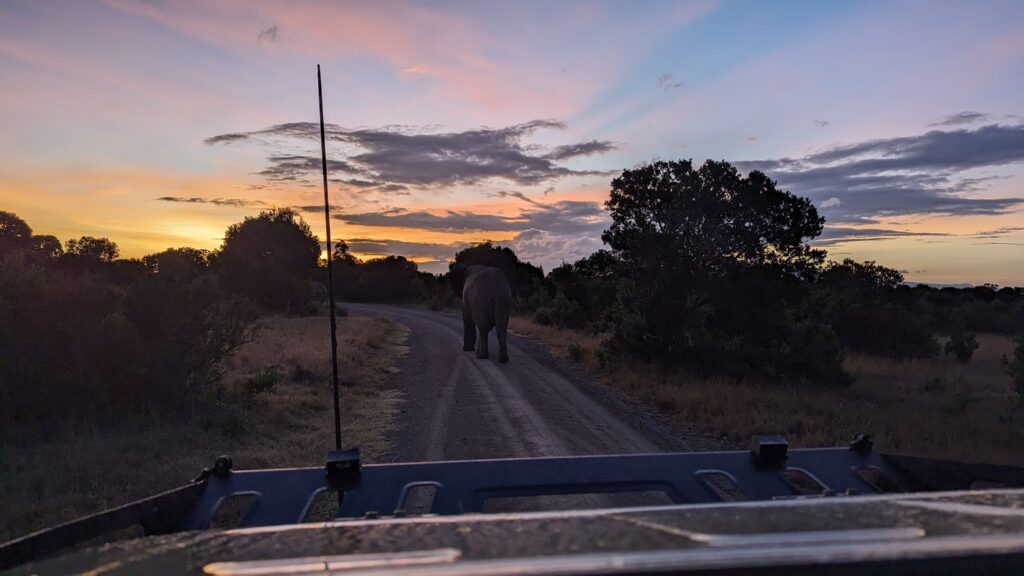 Discover why Ol Pejeta Conservancy is a must-visit Kenya safari destination — home to the Big Five, East Africa's largest black rhino sanctuary and the last northern white rhinos. Book your personalized Ol Pejeta safari with Jallace Tours and Travel Limited today.