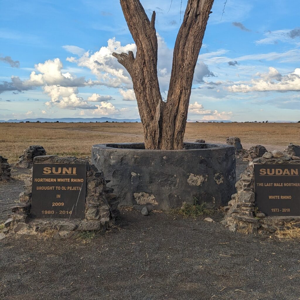 Discover why Ol Pejeta Conservancy is a must-visit Kenya safari destination — home to the Big Five, East Africa's largest black rhino sanctuary and the last northern white rhinos. Book your personalized Ol Pejeta safari with Jallace Tours and Travel Limited today.