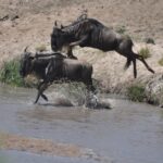 Don't Let the Cost Scare You: Why Every Traveler Can Afford a Masai Mara Tour Safari