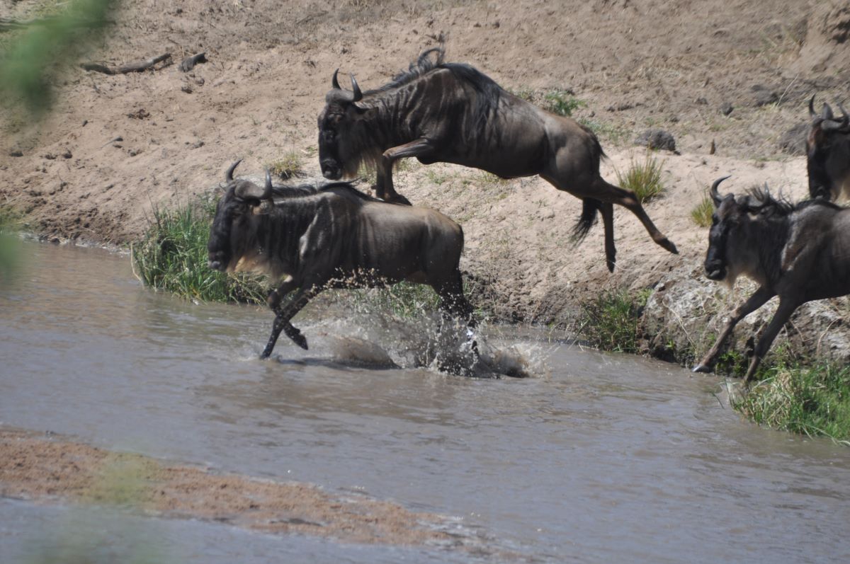 Don't Let the Cost Scare You: Why Every Traveler Can Afford a Masai Mara Tour Safari